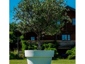 Olivenbaum mittel im Gartentopf