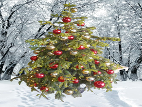 Geschmückter Weihnachtsbaum (leben) bis 4,50m Hollywood style