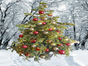 Geschmückter  Weihnachtsbaum (leben) bis 2,50m Hollywood style - Galerie - Bild 3