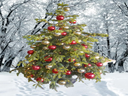 Geschmückter  Weihnachtsbaum (leben) bis 6,00m Hollywood style