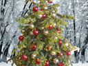 Geschmückter Weihnachtsbaum (leben) bis 6,00m Hollywood style - Galerie - Bild 1