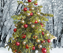 Geschmückter Weihnachtsbaum (leben) bis 6,00m Hollywood style