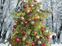 Geschmückter Weihnachtsbaum (leben) bis 2,50m Hollywood style - Galerie - Bild 3