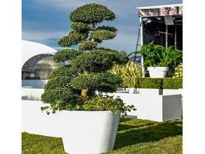 Marco Bonsai/Ilex Crenata S im weißen Topf (Einzelstück ähnl.Gartent)