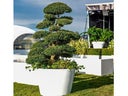 Marco Bonsai/Ilex Crenata S im weißen Topf (Einzelstück ähnl.Gartent)
