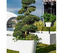 Marco Bonsai/Ilex Crenata S im weißen Topf (Einzelstück ähnl.Gartent)