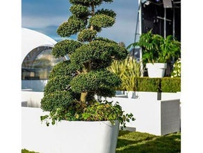 Marco Bonsai/Ilex Crenata S im weißen Topf (Einzelstück ähnl.Gartent)