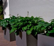 Hosta im Kubus weiß oder grau