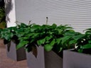 Hosta im Kubus weiß oder grau
