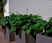 Hosta im Kubus weiß oder grau