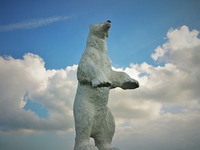 Eisbär stehend
