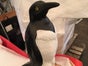 Pinguin, Nordpol, Arktis, Antarktis, Eis, Südpol - Galerie - Bild 2