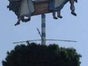 Zunft Baum, Maibaum, Zunftbaum, Oktoberfest, Tanz in den Mai - Galerie - Bild 2