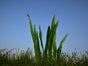 Riesen - Gras - für  Riesenblumen - Galerie - Bild 3