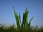 Riesen - Gras - für Riesenblumen - Galerie - Bild 3