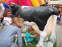 Wettmelken / Wettmelkkuh nicht nur für´s Oktoberfest - Galerie - Bild 4