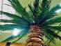 Palmen, Palme, Palmengewächse, Baum, Karibik, Kokos, Kokosnuss - Galerie - Bild 2