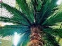 Palmen, Palme, Palmengewächse, Baum, Karibik, Kokos, Kokosnuss - Galerie - Bild 2