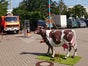Melkkuh / Wettmelken (inkl. Anlieferung u. Aufbau + Abbau u. Abholung im Umkreis) - Galerie - Bild 3