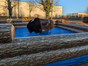 ⭐Bullriding / Redneck Game - Selbstabholung oder inkl. Bedienung⭐ - Galerie - Bild 2