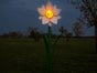 Leuchtende Blumen - Blumenwiese - Galerie - Bild 4