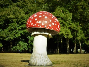 Fliegenpilz, Pilz