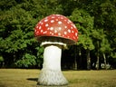 Fliegenpilz, Pilz