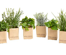 Kräutergarten Frühling / 12 er Set mieten – Miettisch, Eventtisch, Veranstaltungstisch, Partytisch