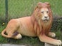 Löwe Figur, Afrika, Wildtier, Tier, Raubkatze - Galerie - Bild 2