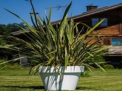 Neuseeland Hanf L im Gartentopf