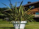 Neuseeland Hanf L im Gartentopf