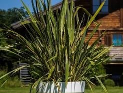 Neuseeland Hanf L im Gartentopf