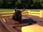 Bullriding - Rodeo - Bullridinganlage - Bullenreiten - Western Event mieten - Galerie - Bild 2