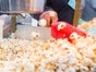 Popcornmaschine schwarz - Galerie - Bild 4