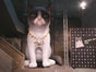 Aufblasbare Katze 6 Meter - Grumpy Cat - Galerie - Bild 2