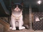 Aufblasbare Katze 6 Meter - Grumpy Cat - Galerie - Bild 2