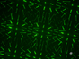 Laser 650 GB mieten - Galerie - Bild 4