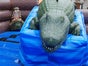 Alligator Rodeo wie Bullriding inkl. 19% MwSt. - Galerie - Bild 2