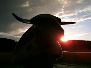 Bullriding - American Western Rodeo inkl. 19% MwSt.