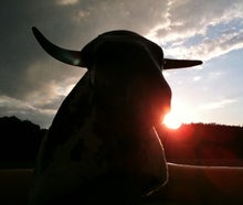 Bullriding - American Western Rodeo inkl. 19% MwSt.