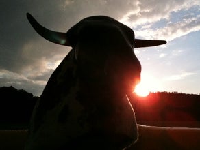 Bullriding - American Western Rodeo inkl. 19% MwSt.