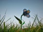 Riesen - Blumen - XXL, Sommerbumen, Sommer - Galerie - Bild 3