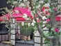 Kirschblütenbaum - künstlicher Baum - China - Japan - Bäume - Kirschen - Galerie - Bild 3