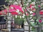 Kirschblütenbaum - künstlicher Baum - China - Japan - Bäume - Kirschen - Galerie - Bild 3