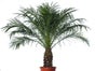 Kentiapalme Echtpflanze, auch auf Lager Phoenixpalme 160-180 cm, Phoenixpalme 250 cm, Dracena Indiv 100 cm; Zamioculcas 100 cm, Arecapalme 130 cm, Arecapalme 160-180 cm, Dieffenbachia 100 cm - Galerie - Bild 3