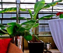 Banane im Korb