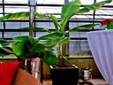 Banane im Korb