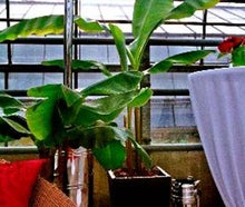 Banane im Korb