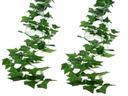 Efeuranke mieten – Blumen & Dekoration