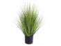 Grasbusch Ø 45 cm mieten – Sonstige Pflanzen - Galerie - Bild 3